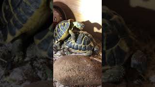 Western Hermann’s Tortoise Mating [upl. by Ttelrahc]