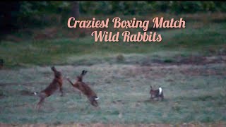 Wildlife Fights  Wild Rabbits Fighting wildlife rabbit wildanimal [upl. by Etteiluj]