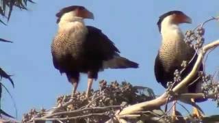 Los Guaraguaos Caracara cheriway [upl. by Tiffi]