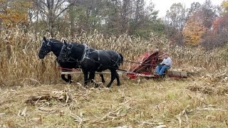 McCormick Deering Corn Binder with team of Percherons [upl. by Oicnoel]