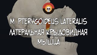 Латеральная крыловидная мышца m pterygoideus lateralis3D Анатомия [upl. by Steinman992]