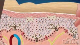 What is skin The layers of human skin [upl. by Kellyn]