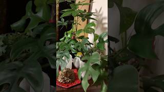 PACHIRA and monstera plants lucky plants indoorsplants ytshorts [upl. by Nelram]