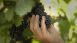 Pinot Noir The Holy Grail Of Wine [upl. by Concha]