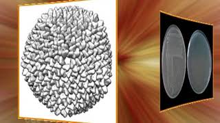 Bacteriophages introduction classification and reproduction [upl. by Clava]