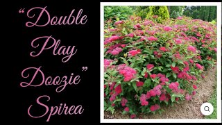 “Double Play Doozie” Spirea the shrub that provides both amazing foliage and blooms [upl. by Keligot]