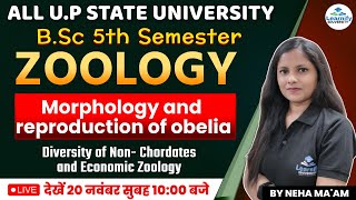 Morphology And Reproduction of Obelia  BSc 5th Semester  Zoology  By Neha Maam  Learnify [upl. by Shelli635]