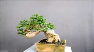 buxus [upl. by Siegler]