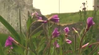 Joanie Madden  Women of Ireland  Song of the Irish Whistle celticmusic irishmusic irishfolk [upl. by Rednasyl699]