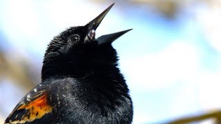 Red Winged Blackbird Singing SPECTACULAR [upl. by Billat]