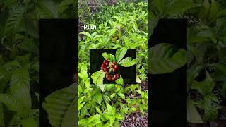 Wild Coffee Plant  Psychotria [upl. by Haila]