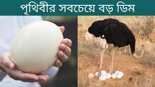 পৃথিবীর সবচেয়ে বড় ডিম  The largest egg in the world  উট পাখি [upl. by Ujawernalo]