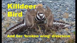 A Killdeer Bird and her broken wing act  Kildeer Call KildeerCall KildeerBird BrokenWingAct [upl. by Nacul]