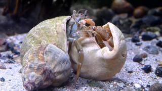 Hermit crab Pagurus bernhardus moving house in native tank in Ireland HD [upl. by Pike]