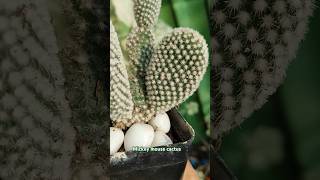 Mickey mouse ear cactus 🌵trending viralvideo shorts youtubeshorts [upl. by Iroc370]