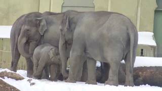 Asian Elephants Group Hug  Tiger Nurejew and his snow covered habitat  Chinese Leopard Feeding [upl. by Aicirpac579]