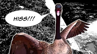 Angry Canadian Goose Hissing [upl. by Anerual]