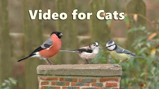 Videos for Cats  Garden Birds Spectacular  NEW 8 Hours [upl. by Charity675]