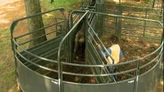 Priefert Large Cattle Working Systems [upl. by Cleopatre855]