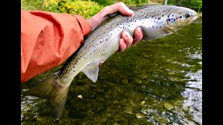 East Outlet Moosehead Lake Maine Part 2  Fly Fishing for Salmon [upl. by Araes]