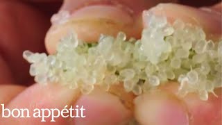 Finger Limes Little Citrus Pop Rocks [upl. by Genia]