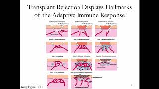 Immunology Lecture 32 Transplantation Immunology [upl. by Dalston]