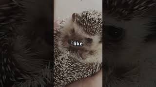 Amazing Facts About Porcupines You Didnporcupines trending viralvideo shorts short [upl. by Sansbury]