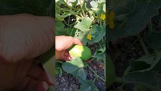 🍈🍈Fertilización de Melones🍈🍈 melon abono agricultura [upl. by Ybsorc]