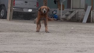 Perro abandonado por sus dueños menea su cola ante sus rescatistas  El Dodo [upl. by Dory]