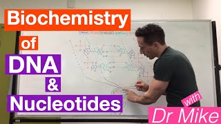 DNA and Nucleotides  Biochemistry [upl. by Oriel]