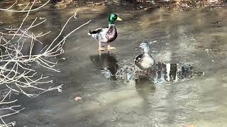 Geese and ducks trying to break the ice in the frozen pond that they call home 🏠 [upl. by Asilim]