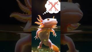 🦎✨ Axolotls 5 MindBlowing Facts About These Adorable Water Aliens 🌊🧠 [upl. by Clynes]