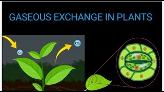 GASEOUS EXCHANGE IN PLANTS  Biology Secondary [upl. by Tlok]