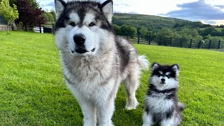 Giant Husky Plays With New Malamute Puppy Cutest Ever [upl. by Viccora998]