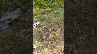 Venomous Russell viper rescue  Russell viper release shorts [upl. by Eatnohs]