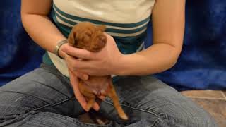 1 week old vizsla puppies intro [upl. by Beal]