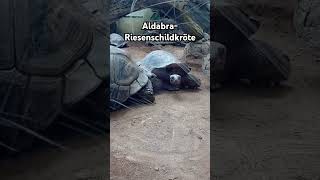 AldabraRiesenschildkröte 🐢 turtle schildkröten zootiere zoo zooanimals shorts shortvideo [upl. by Notyad]