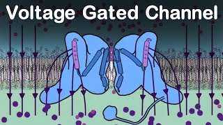 Action Potential  Part 2  Phases  Neurons  Nerve Muscle Physiology [upl. by Acimehs965]