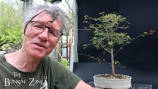 Pruning My Bloodwood Linden and Buckthorn Tree The Bonsai Zone May 2024 [upl. by Osy]