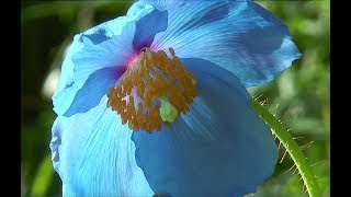 PLANTE MYTHIQUE ET MAGNIFIQUE  LE PAVOT BLEU DE LHIMALAYA ET SES COUSINS [upl. by Yeslek]