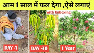 आम लगाने का देशी तरीका पौधा एक साल में फल देने लगेगा  Online Fruits Nursery Unboxing [upl. by Peters]