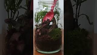 Recycled glass jar terrarium  Simple and Easy terrarium relaxing calming plants [upl. by Risan]