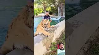 15 year tiger youtubeshorts discovery tiger [upl. by Mannuela]