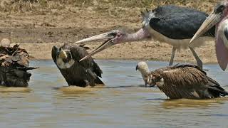 Marabou stork vs vulture  marabou stork attack [upl. by Aihsit]