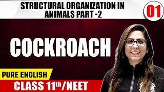 STRUCTURAL ORGANIZATION IN ANIMALS PART  2  Cockroach  Zoology  Pure English  Class 11thNEET [upl. by Feledy]