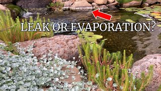 Garden pond evaporation and how to top up your pond [upl. by Enitsed]