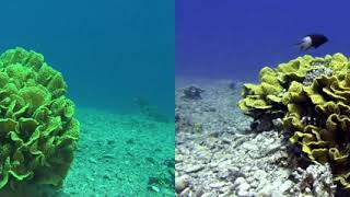 Turbinaria coral video enhancement [upl. by Vinaya]