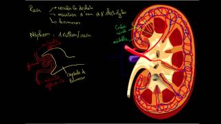 Le rein et le nephron [upl. by Stafani]