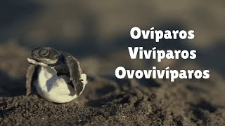 Ovíparos Vivíparos e Ovovivíparos  8º ano [upl. by Kobe666]