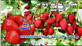 بماسورة 8 بوصة تعالى هأعلمك اسهل واسرع طريقة لزراعة الفراولة في البلكونة في المنزل [upl. by Rolyks]